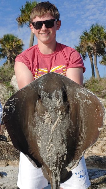 He said fighting this stingray was like pulling a truck. Fred Howard Park in Tarpon Springs, FL.