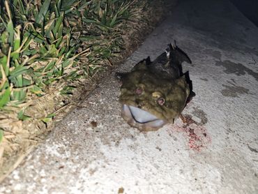 These little toadfish are voracious and intimidating for their size.