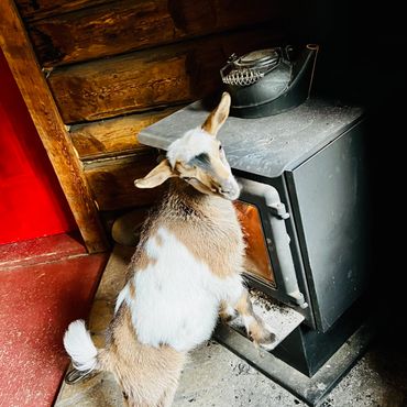 A curious goat standing near a wood stove inside a rustic cabin.