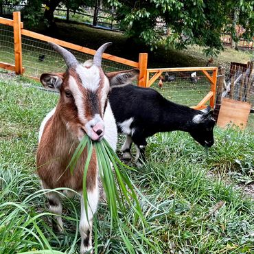 Two goats eating grass near a wooden fence in a farm setting.