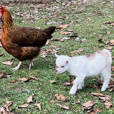 A brown chicken and a white baby goat on grass with dry leaves.