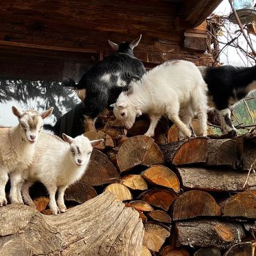 Five playful baby goats stand and climb on stacked firewood outside a rustic cabin.
