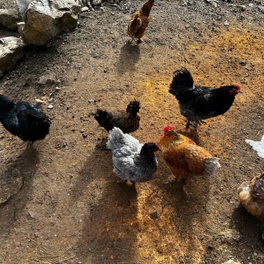 A group of colorful chickens on dirt ground near rocks.