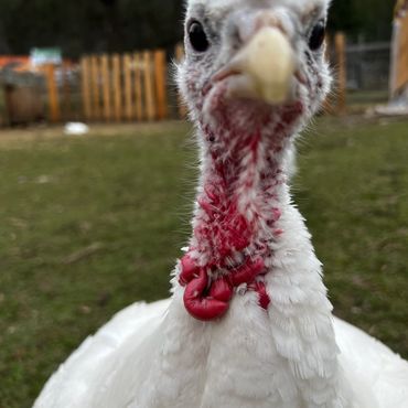 Close-up of a white turkey with red wattle outdoors.