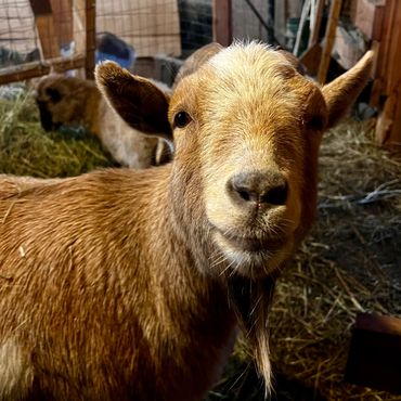 Close-up of a brown goat with a small beard inside a barn.