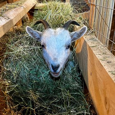 A goat peeks through a pile of hay in a wooden enclosure.