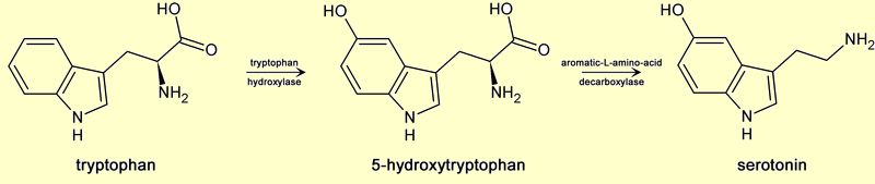tryptophan_serotonin_5htp