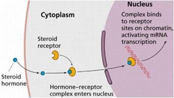 Hormones attach to  Receptors and to DNA