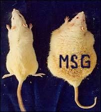 Rats Become Obese When Fed MSG Mono Sodium Glutamate