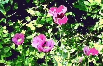 Opium Poppy Flowers Low Testosterone