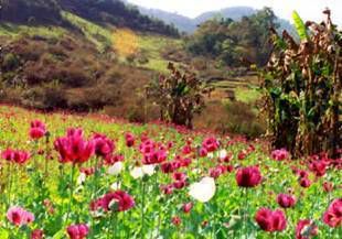 Field of Opium in Burma_Addiction_Low_Testosterone