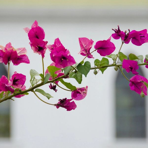 Branch of vibrant pink bougainvillea flowers.