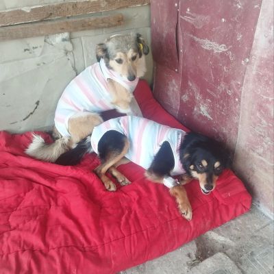Two dogs wearing striped shirts resting on a red blanket.