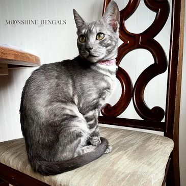 Melanistic Bengal Cat, Smoke Marble Bengal Cat, Charcoal Bengal Kittens Available, Melanistic Bengal