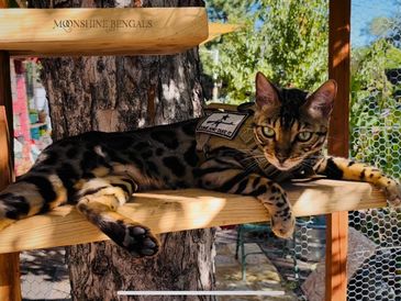 Brown Spotted Bengal Cat, Adventure Bengal Kittens For Sale, Amazing Pet Bengal Cats, Exotic Cats