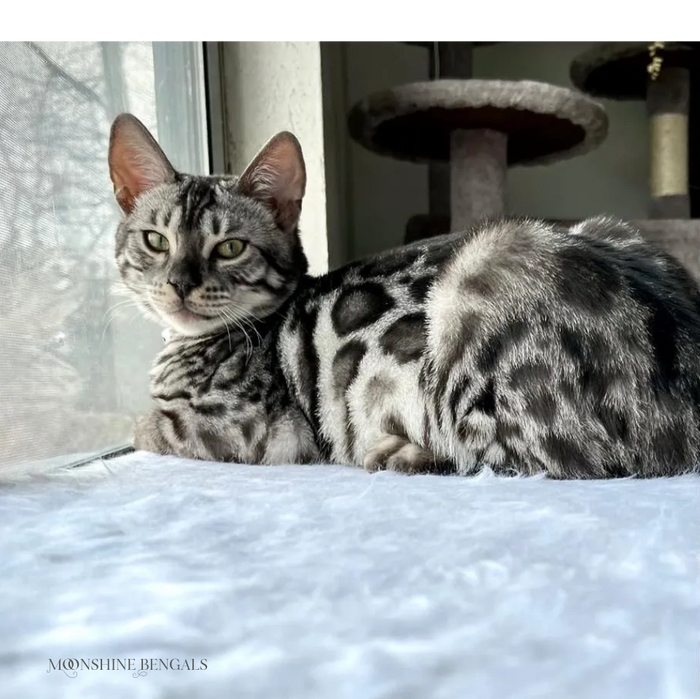 High End Beautiful Silver spotted Charcoal Bengal Cat, Top Bengal Silver Bengal Cat, Hypoallergenic