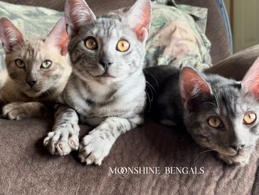 Melanistic Bengal Kittens, Charcoal Bengal Kittens, Hypoallergenic Bengal Kittens Available Colorado