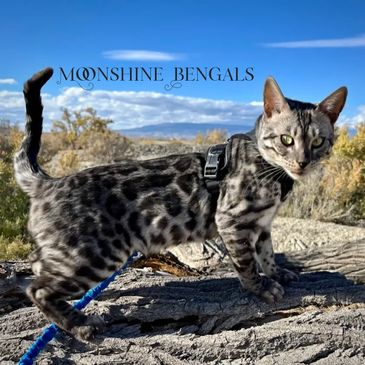 Top Silver Charcoal Bengal Cat, Most Beautiful Bengal Cat, Colorado Bengal Cat Breeder, Exotic Cats