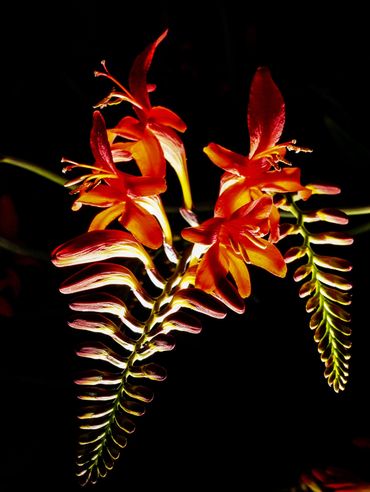 Flowering grass in flash lit contra-jour.