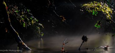 Woodland Stream - a delightfully simple shot of trees and bushes overhanging a small stream, with th