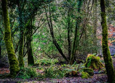 Woodland clearing with bright green mosses and ferns.