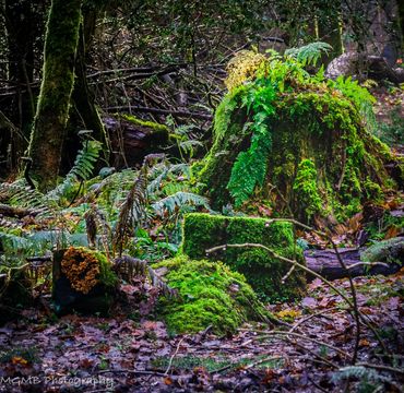 A forest sceen depicting a tree stump over grown with ferns and moss amongst fallen branches, leaves