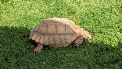 Tortoise walking on green grass.