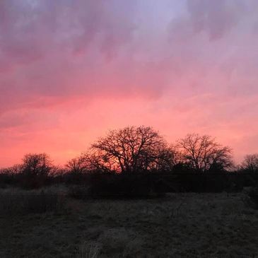 View from our lavender farm in Santa Anna, Texas. Sunset with trees in background.