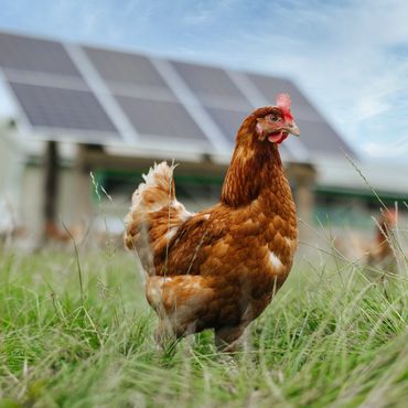 A chicken standing in grass with solar panels in the background.