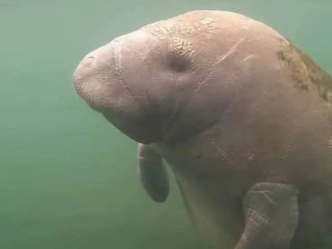 Save the manatees look but don't touch 