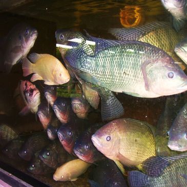 tilapia in an aquaponic system