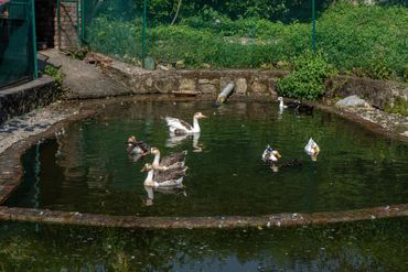 Duck Pond, The Kholi