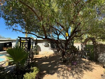 cactus and natural trimmed tree