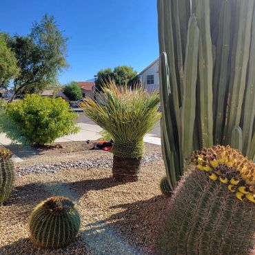 plant that is trimmed