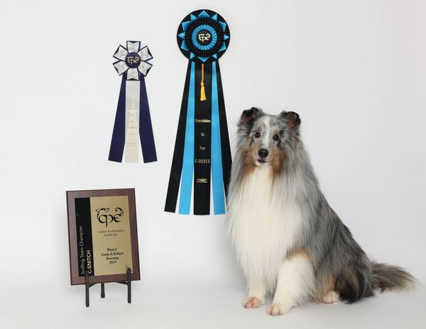 A Shetland Sheepdog poses with ribbons and a plaque for a sniffing team championship.