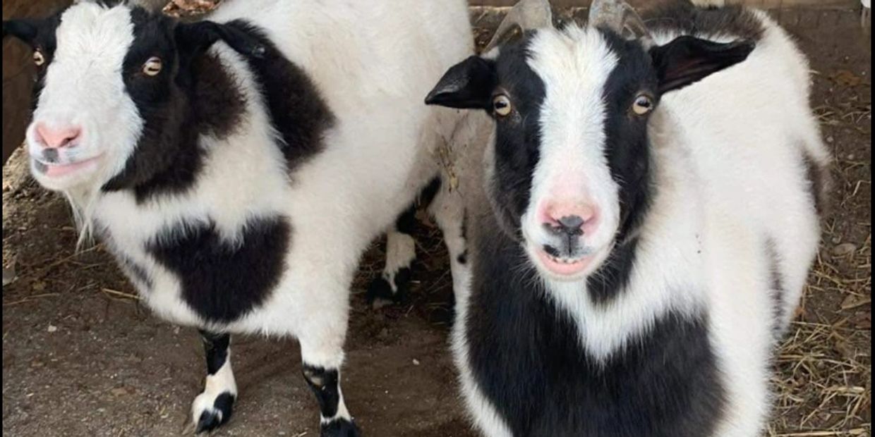 Two black and white goats, welcoming visitors to the website of Darberry's Antiques in Lambertville