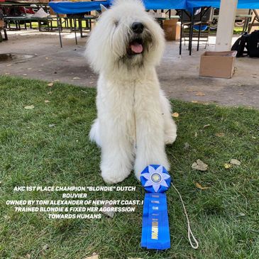 Dog trainer David Utter trained Blonde AKC Champion  2020. Dog behaviorist Orange County Los Angeles