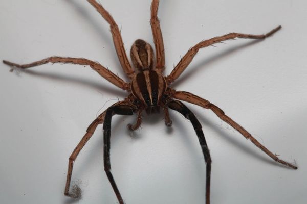 Close-up of a brown spider with distinct black stripes on a white background.