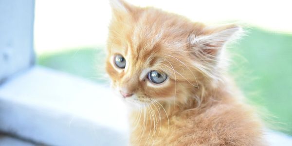Cute orange kitten with blue eyes stares over his shoulder at the camera