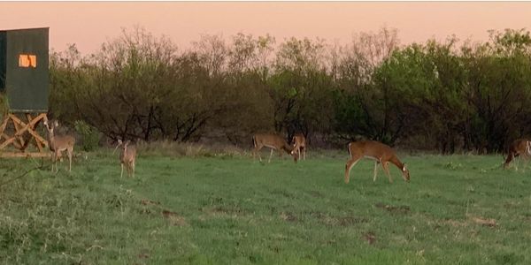 North Texas Guided Whitetail Deer Hunts