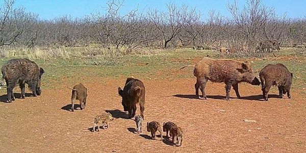 Texas Hog Hunts