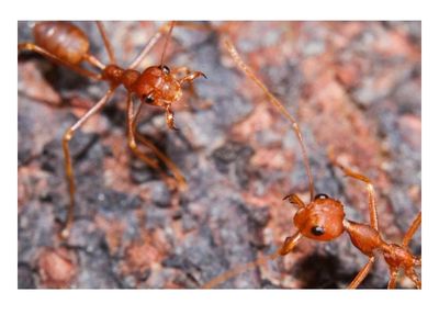 Fire Ant Bites