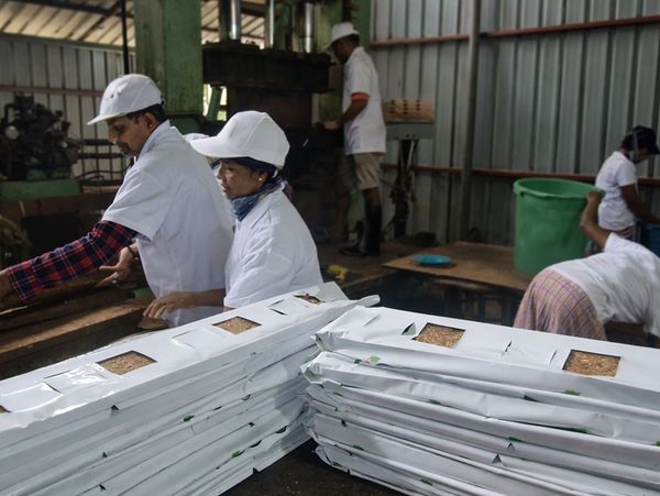 Coco peat production line at Royal Root factory Sri Lanka