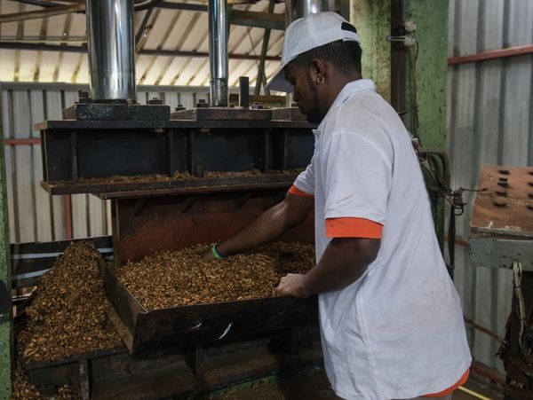 Workers processing coconut husks into premium coco peat