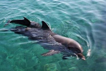 sightseeing wildlife dolphins while cruising in miami beach private boat tour
