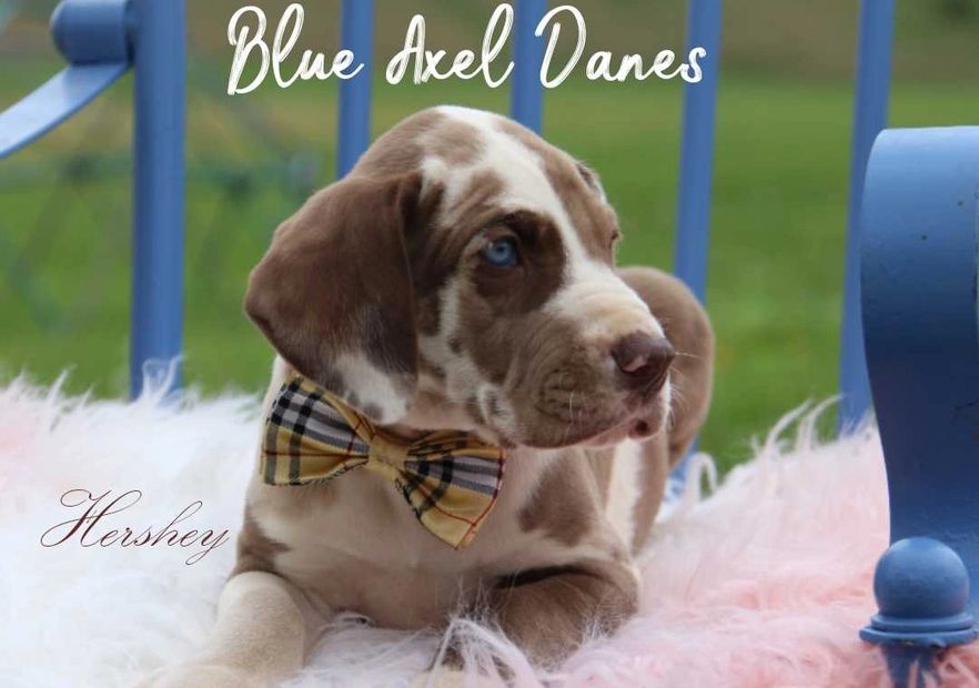 This handsome fella is 50% Euro blue eyes Chocolate Harlequin Great Dane