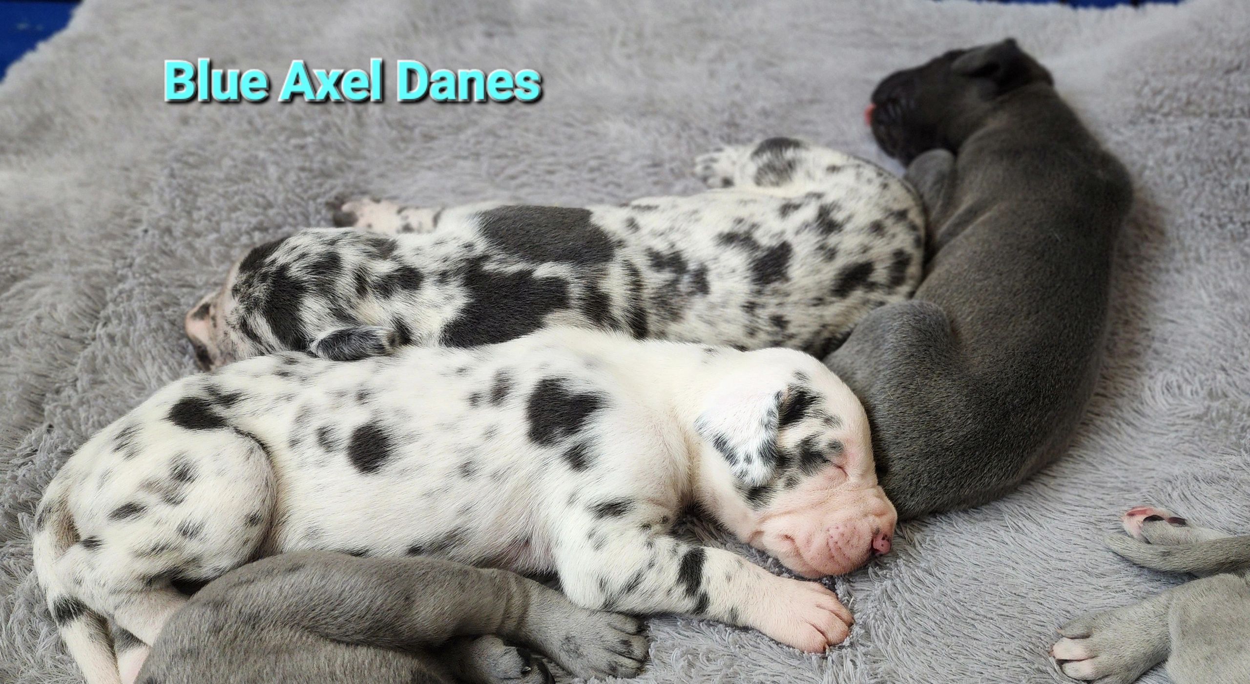 Blue great dane
Great dane puppy
Harlequin great dane
Blue harlequin great dane
Merle great dane
Pup
