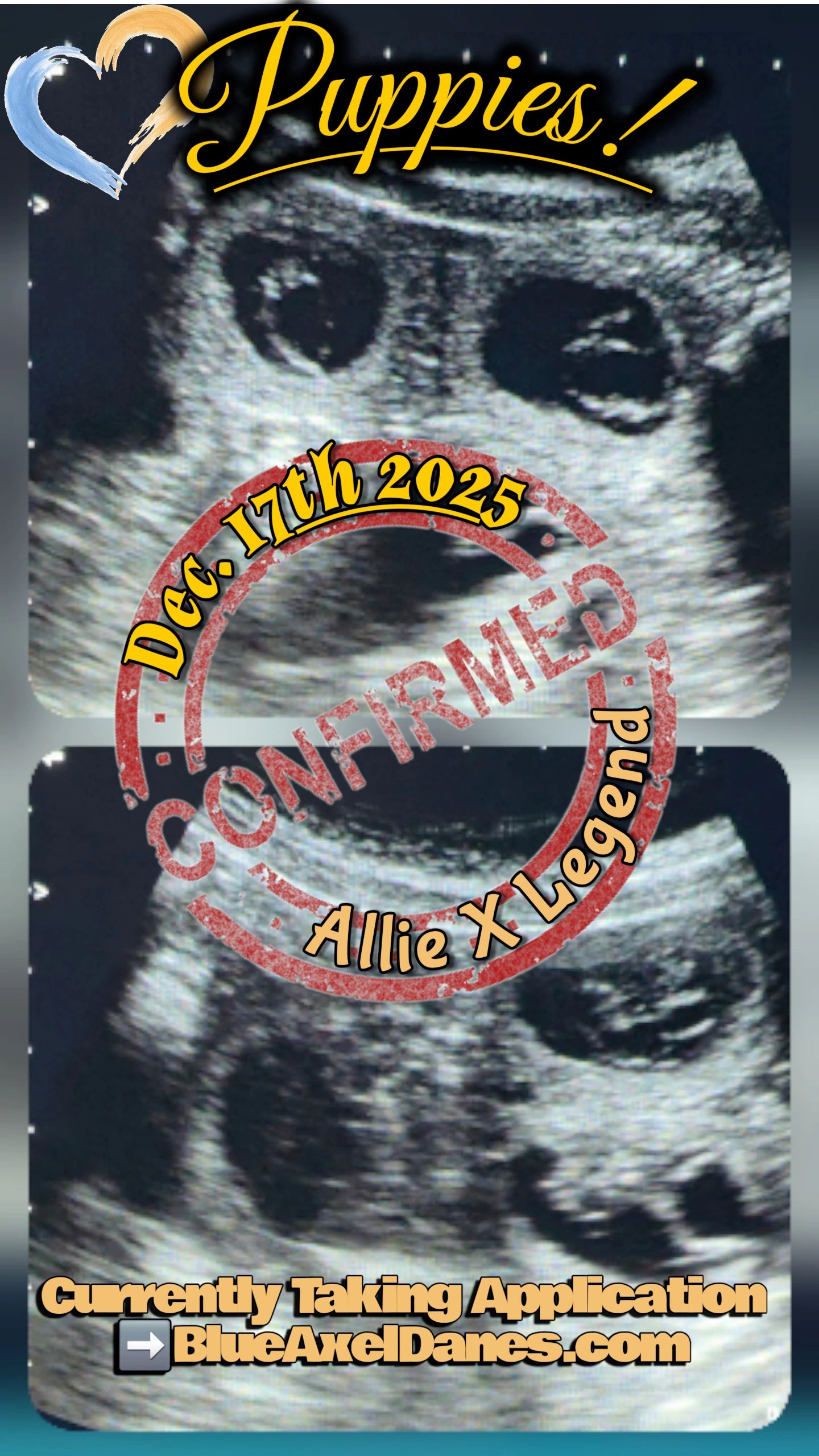 Chocolate Harlequin
Harlequins
Great dane puppies
Blue Harlequins
Lilac harlequin
Great dane