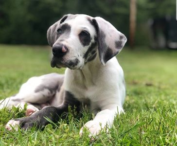 Blue eyed European Blue Harlequin great dane pup from Bailey and Stryker! taken outside
Harlequin