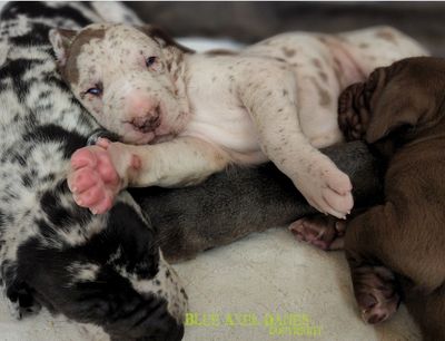 Chocolate merle great dane puppy
Available great dane puppies
Chocolate merle great dane puppy in Ky